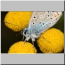 Polyommatus icarus - Hauhechelblaeuling w09b.jpg